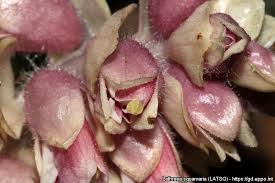 Attēlu rezultāti vaicājumam “Lathraea squamaria bud”