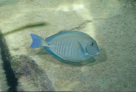 Image result for Acanthurus chirurgus