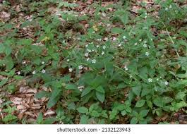 Attēlu rezultāti vaicājumam “Stellaria nemorum bud”