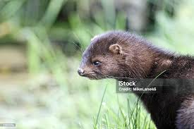 Attēlu rezultāti vaicājumam “Mustela vison”