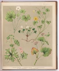 Attēlu rezultāti vaicājumam “Geranium dissectum”