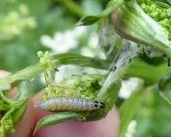 Attēlu rezultāti vaicājumam “Perichaena depressa sessile”