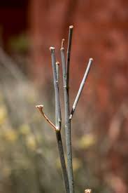 Attēlu rezultāti vaicājumam “Stemonitopsis subcaespitosa stalked”