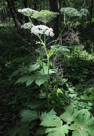 Image result for Heracleum sphondylium