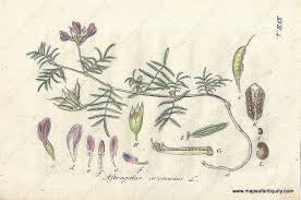 Attēlu rezultāti vaicājumam “Astragalus arenarius leaf”