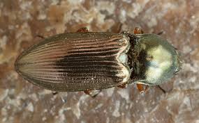 Attēlu rezultāti vaicājumam “Selatosomus aeneus”