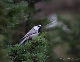 Image result for Poecile montana