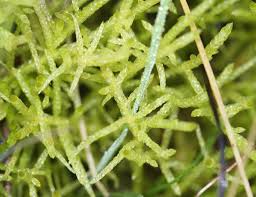 Attēlu rezultāti vaicājumam “Pseudoscleropodium purum”