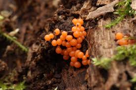 Attēlu rezultāti vaicājumam “Willkommlangea reticulata plasmodium”