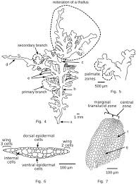 Attēlu rezultāti vaicājumam “Riccardia multifida”
