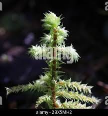 Attēlu rezultāti vaicājumam “Rhytidiadelphus triquetrus”