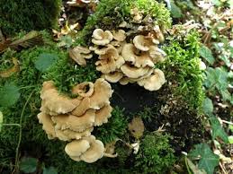 Attēlu rezultāti vaicājumam “Panellus stipticus”