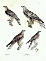 Image result for Milvus milvus