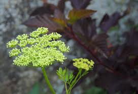 Attēlu rezultāti vaicājumam “Cenolophium denudatum”