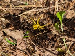 Attēlu rezultāti vaicājumam “Edwardsiana geometrica”