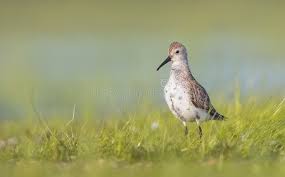 Attēlu rezultāti vaicājumam “Calidris alpina adult”