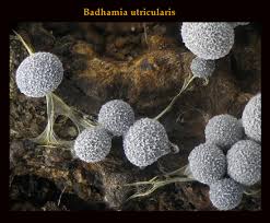 Attēlu rezultāti vaicājumam “Badhamia melanospora macro”