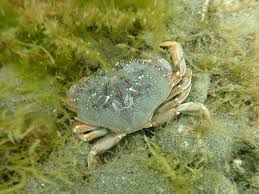 Image result for Metacarcinus magister