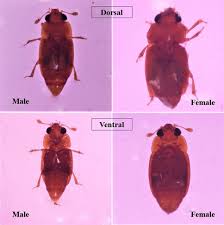 Attēlu rezultāti vaicājumam “Epuraea sp.”