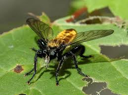 Attēlu rezultāti vaicājumam “Sericomyia lappona”