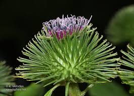 Attēlu rezultāti vaicājumam “Arctium lappa”