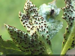Attēlu rezultāti vaicājumam “Tranzschelia anemones”