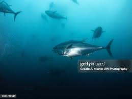 Image result for Thunnus thynnus