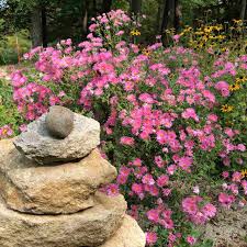 Image result for Aster novae-angliae