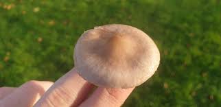 Attēlu rezultāti vaicājumam “Phleogena faginea young”