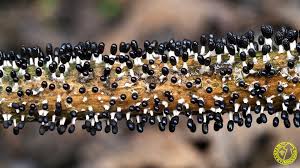 Attēlu rezultāti vaicājumam “Diachea leucopodia”