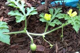 Attēlu rezultāti vaicājumam “Citrullus lanatus”