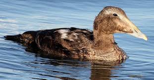 Attēlu rezultāti vaicājumam “Somateria mollissima”