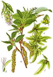 Attēlu rezultāti vaicājumam “Carpinus betulus male flower”