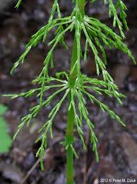 Attēlu rezultāti vaicājumam “Equisetum sylvaticum”