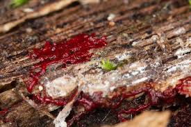 Attēlu rezultāti vaicājumam “Physarum luteolum”