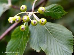 Attēlu rezultāti vaicājumam “Sorbus aria”
