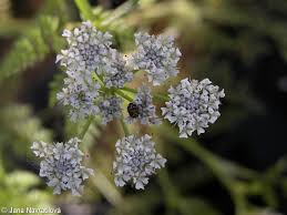 Attēlu rezultāti vaicājumam “Oenanthe aquatica”