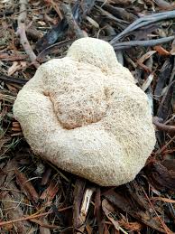 Attēlu rezultāti vaicājumam “Fuligo septica var. rosea”