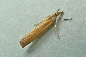 Attēlu rezultāti vaicājumam “Agriphila tristella”