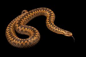 Attēlu rezultāti vaicājumam “Vipera berus”