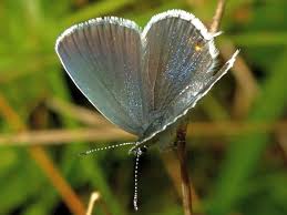 Attēlu rezultāti vaicājumam “Everes argiades underside”