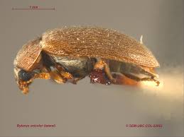 Attēlu rezultāti vaicājumam “Byturidae”