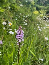 Attēlu rezultāti vaicājumam “Dactylorhiza fuchsii flower”