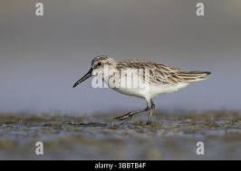 Attēlu rezultāti vaicājumam “Calidris falcinellus”