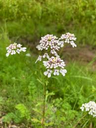 Image result for Iberis amara