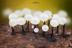 Attēlu rezultāti vaicājumam “Collaria arcyrionema spores”