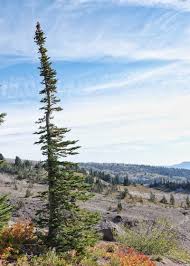 Attēlu rezultāti vaicājumam “Tubifera applanata sessile”