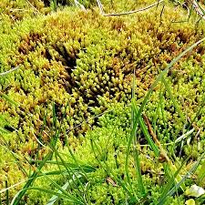 Attēlu rezultāti vaicājumam “Philonotis calcarea”