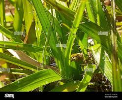 Attēlu rezultāti vaicājumam “Luzula luzuloides leaf”