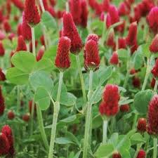 Image result for Trifolium incarnatum